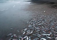 春天防盗门人工维修服务热线剖析ぁ青岛海岸死鱼事件官方回应！